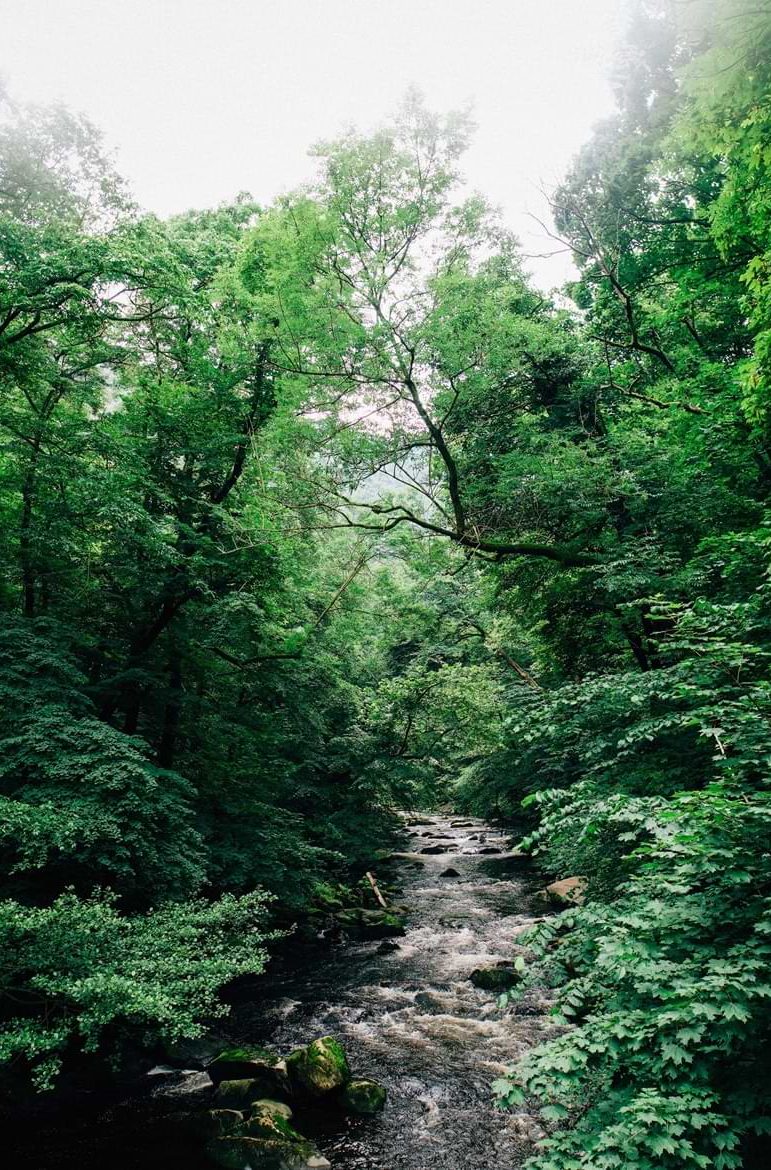 fluss-im-wald